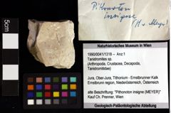 Foto (Objket + Etiketten) von Tanidromites sp. 